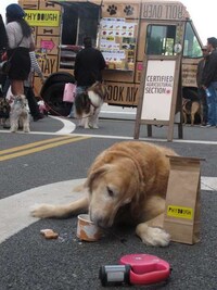 Dog Meals on Wheels Image 4