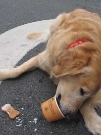 Dog Meals on Wheels Image 5