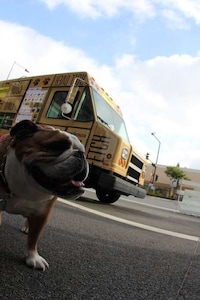 Dog Meals on Wheels Image 6