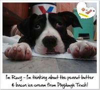 Dog Meals on Wheels Image 7