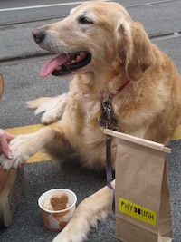 Dog Meals on Wheels Image 8