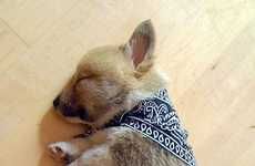 Cute Canine Blogs