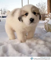Cute Canine Blogs Image 2