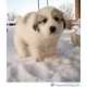 Cute Canine Blogs Image 2