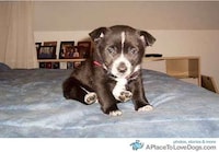 Cute Canine Blogs Image 3