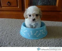 Cute Canine Blogs Image 4
