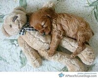 Cute Canine Blogs Image 5