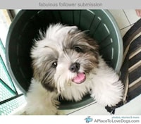 Cute Canine Blogs Image 6
