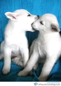 Cute Canine Blogs Image 7