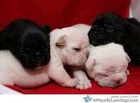 Cute Canine Blogs Image 8