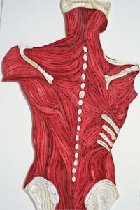 Anatomical Papercrafts Image 2