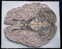 Anatomical Papercrafts Image 3