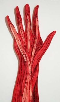 Anatomical Papercrafts Image 8