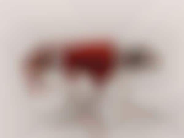 Blood Diamond Photography