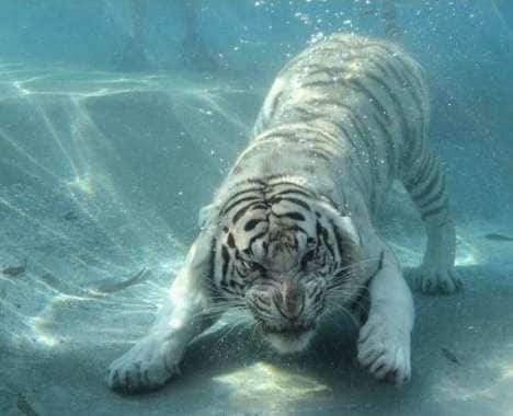 45 Tiger Tributes