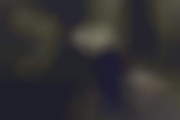 Eerie Forest Photography