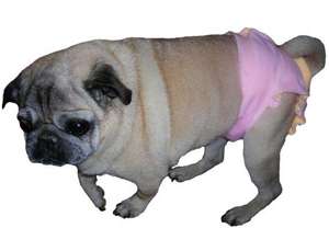 Literally Pampered Pets