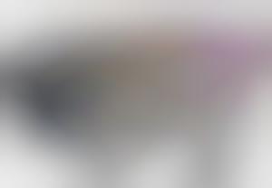 Literally Pampered Pets