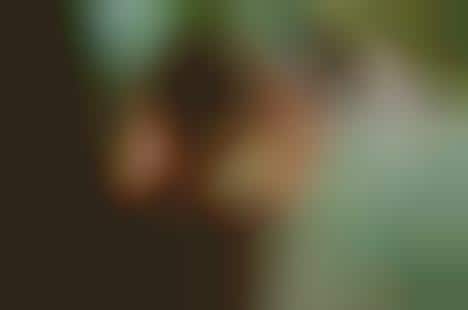 Fainting Forest Fairy Photography