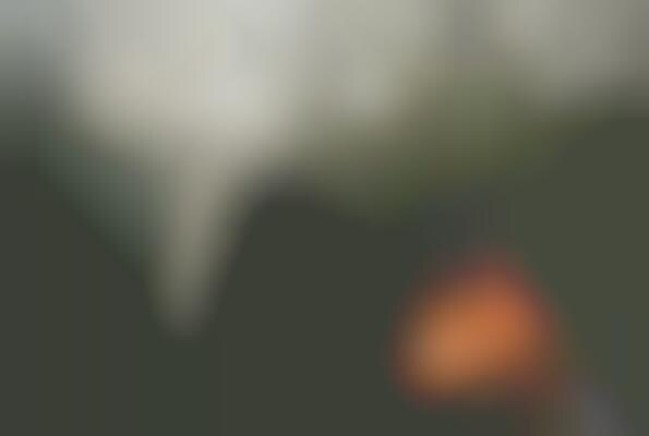 Ambiguous Scenic Photography