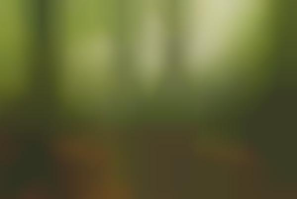 Fuel-Generating Artificial Forests