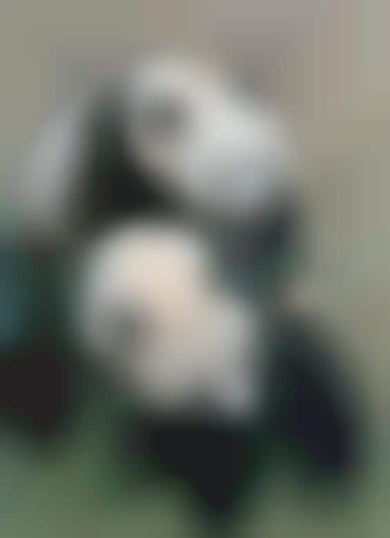 Panda Porn: Videos Teach Pandas to Mate