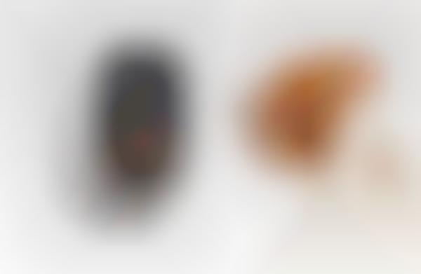 Interactive Pet Interfaces