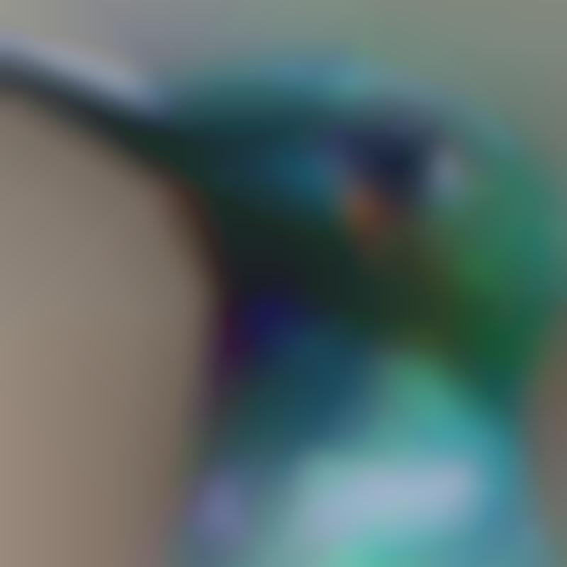 Macro Hummingbird Photography