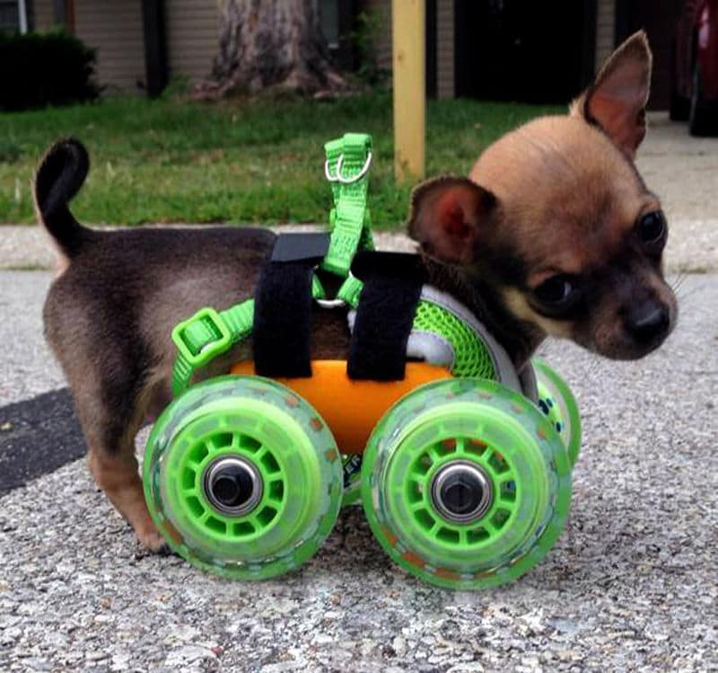 3D-Printed Chihuahua Wheelchairs