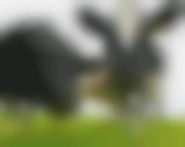 Low-Carbon Cows