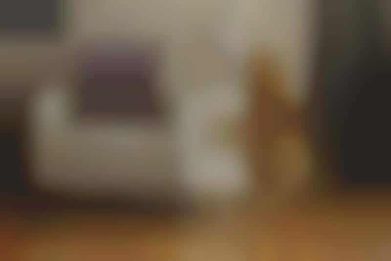 Treat-Dispensing Pet Cameras