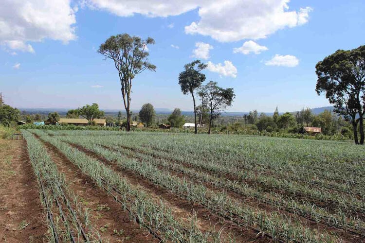 Solar-Powered Irrigation Systems