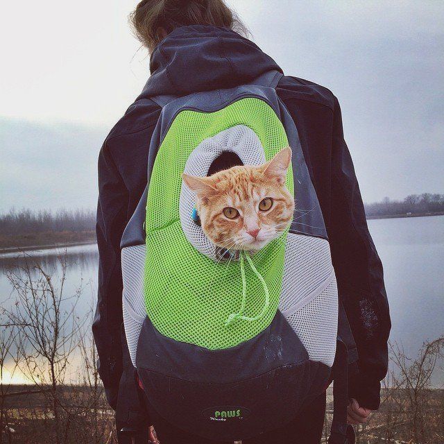 Portable Pet Backpacks