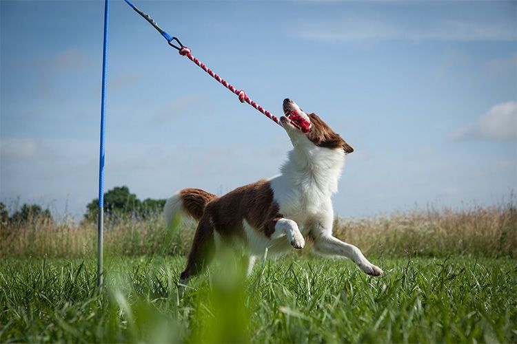 Self-Tugging Dog Toys