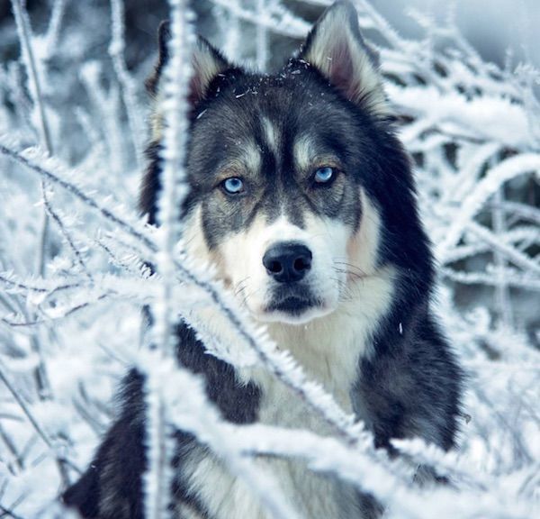 Enchanting Husky Photography