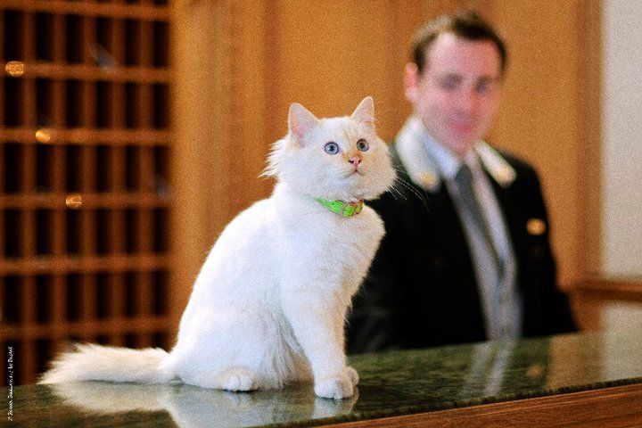 Luxury Hotel Resident Cats