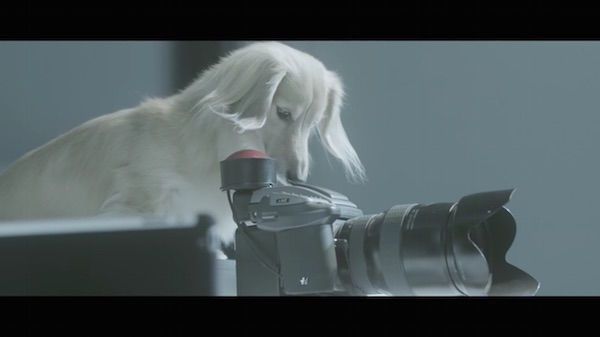 Canine Photographer Campaigns