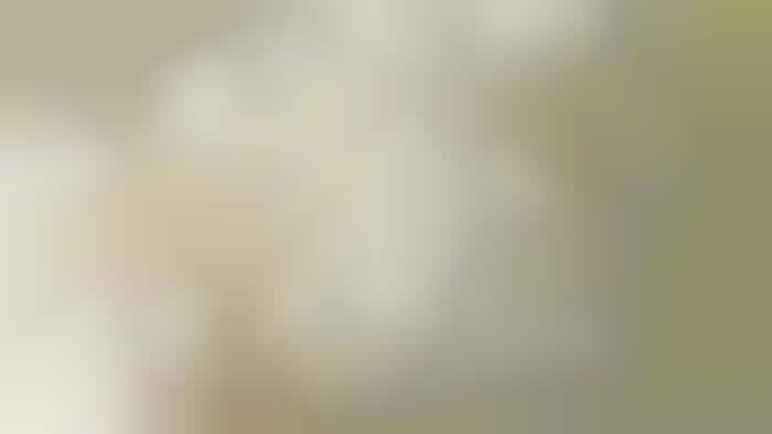 Opacity-Adjusting Smart Windows