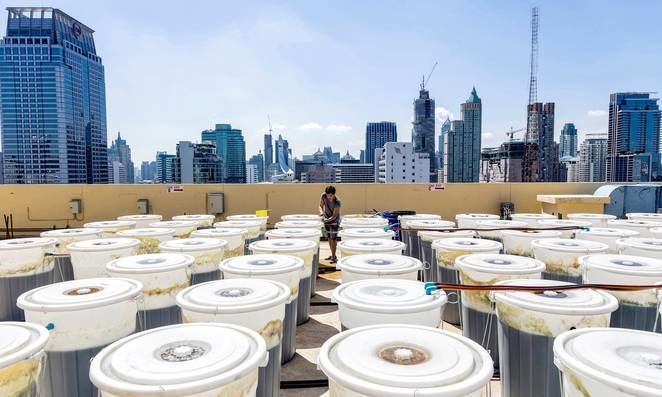 Rooftop Spirulina Farms