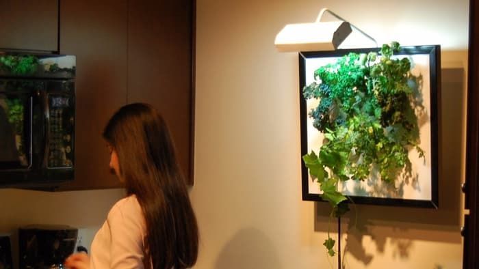 Aeroponic Wall Gardens