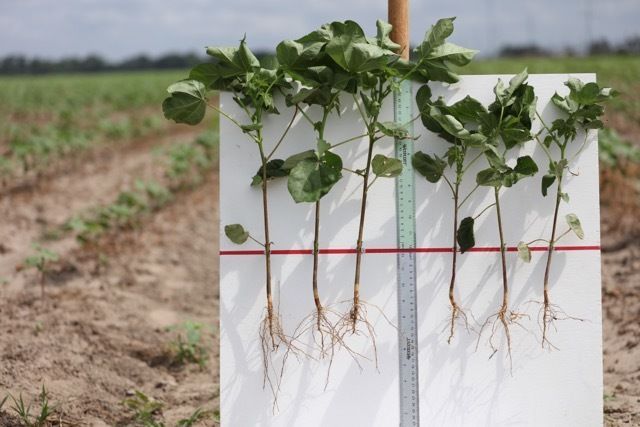 Biologically Enhanced Cotton Seeds