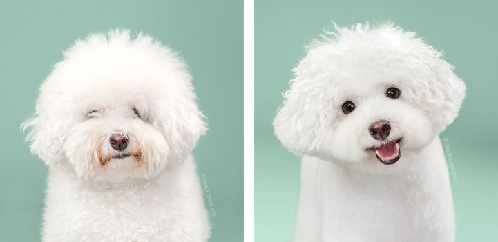 Dog Grooming Photo Series