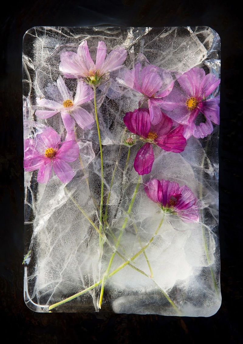 Ice-Encased Flower Photography