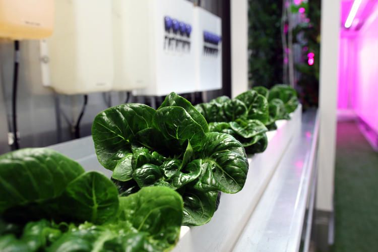 Vertical Farming Progams