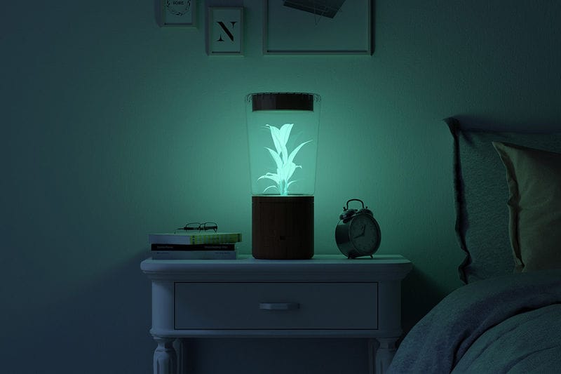 Bioluminescence Night Lights