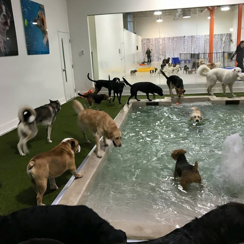 Urban Dog Resorts