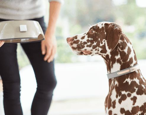 Pet-Monitoring Home Systems