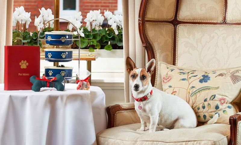 Dog-Friendly Tea Parties