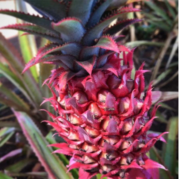 Pink-Colored Pineapples