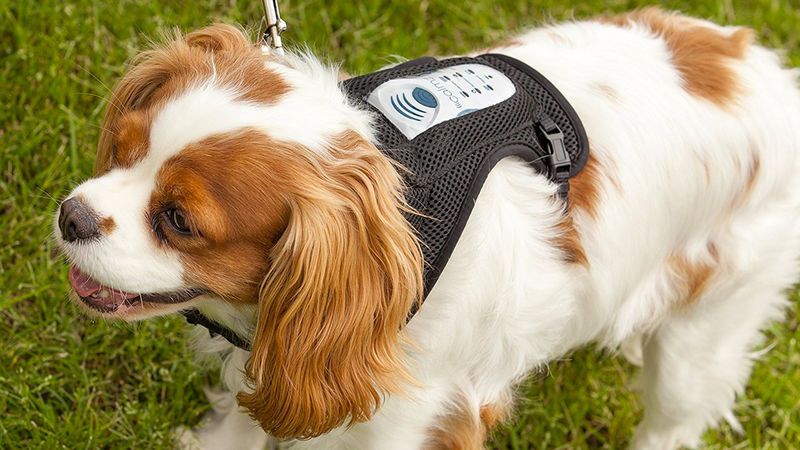 Canine Stress-Reducing Harnesses